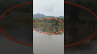 Huge crocodile spotted