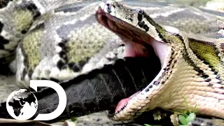 How a Snake Can Eat a Man Whole | Man-Eating Python of Sulawesi