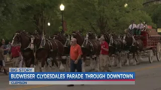 Budweiser Clydesdales lead the show at Clemson parade!