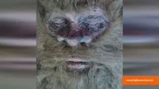 Man Claims He Killed Bigfoot