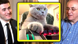 Are cats smart enough to play video games? | Stephen Wolfram and Lex Fridman