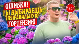 Мы попали в сердце гортензии | Плантация Latina Farms | Колумбийская | Цветы оптом