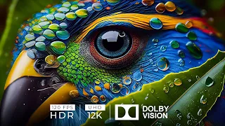 12K HDR 120fps Dolby Vision with Bird Sounds (Colorfully Dynamic)