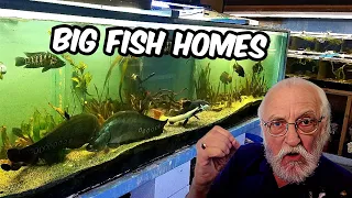 See What Happens When You Give Big Fish the Ultimate Aquarium