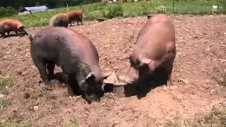 Kingbird Farm - Pastured Pigs (1 of 4) - Breeding