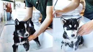 Puppies have their First Bath!