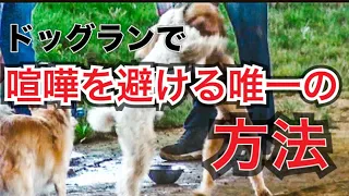 【ドッグランで愛犬の喧嘩を避ける唯一の方法】愛犬を加害者にも被害者にもしたくない！