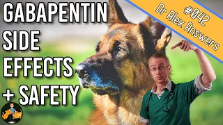 Gabapentin in Dogs - Safety and Side Effects - Dog Health Vet Advice