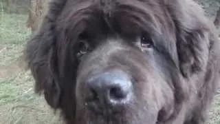 Brown Newfoundland Dog "Theo"