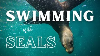 The Ultimate Seal Snorkeling Experience in Hout Bay, Cape Town!