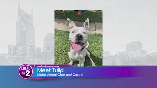 Pet of the Day: Meet Tulip