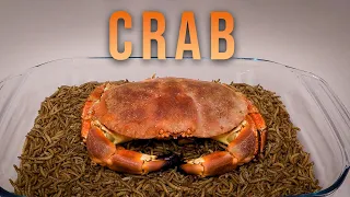 10 000 Mealworms vs. CRAB