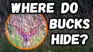 How Do BUCKS AVOID HUNTING PRESSURE? - Deer Research With @msudeerlabtv5058