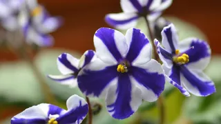 Rare African Violet Plant Varieties - Beautiful African Violet