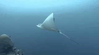 Spotted Eagle Ray in Cozumel, Mexico