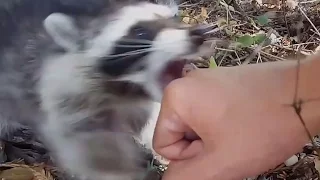 When animals attack humans PART 1: Raccoon edition - Funny animal compilation