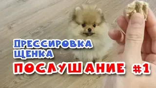 🐾 Дрессировка щенка.  Команда НЕЛЬЗЯ #1