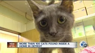 More than 100 cats found inside a home in Detroit