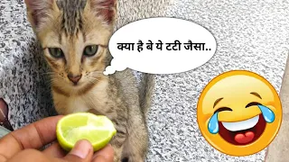 Funny Baby Cat Reaction On Lemon | Cat Lemon Prank🤣| Funny Animal Reaction