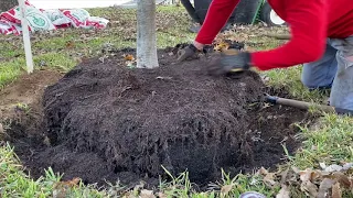 How to Plant a 95 Gallon Shumard Red Oak Tree