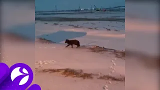 На Ямале обнаружили редчайшего голубого песца