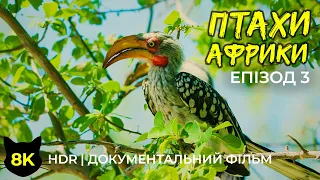 Дивовижні птахи Африки - 8K HDR Документальний фільм про дику природу - Частина 3