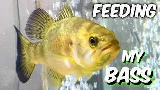 *LIVE FEEDING* For My Pet baby LARGEMOUTH BASS | First Time NO TANK MATES - A1A Adventures