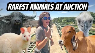 Buying Rare Animals: Exotic Auction Adventure!