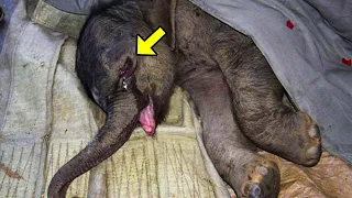 Newborn Baby Elephant Was Attacked & Rejected By Its Mother. What It Did Next is Heartbreaking!