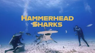 Bimini Great Hammerhead Shark