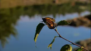 THE INCREDIBLE JOURNEY OF THE BUTTERFLIES - DOCUMENTARY 2016 HD