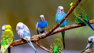 30 minutes Happy Sounds for Sad and Lonely Birds | Sound Therapy | Animal and bird aviaries