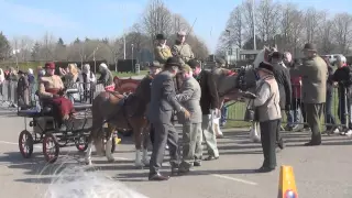 The London Harness Horse Parade 2015