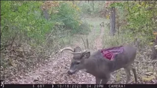CRAZY TRAIL CAMERA DEER MISSING BACK in real life , most horrible right, real life beast attack