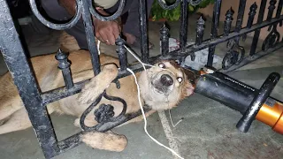 Stray Dog A Dog was Rescued after being Stuck inan iron gate. | Dog Stuck
