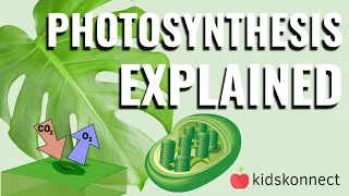 Photosynthesis Facts for Kids | Processes, Structures, Importance