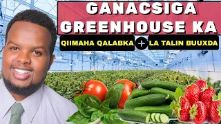 MASHRUUCA GREENHOUSE KA MILLIONAIRE KU NOQO