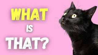 Why Are Cats So Curious?