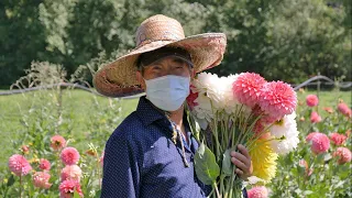 How to help Hmong flower farmers in Western Washington - KING 5 Evening