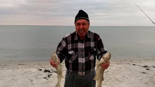 Пеленгас ловля с берега в Бердянске на косе