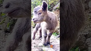 cute baby goat 🐐 looking for his mom 😍 | #youtubeshorts #shorts #short #shortsfeed #goat #cutegoats