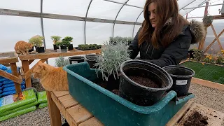 Repotting 65+ Plants in the Greenhouse!!! 🪴🌱💚 // Garden Answer