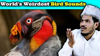 Villagers React To World's Weirdest Bird Sounds ! Tribal People React To Weirdest Bird Sounds