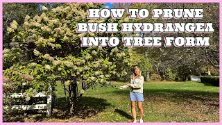 How to Prune a Shrub Hydrangea Into a Tree Form