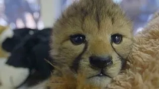 Raw: San Diego Zoo Welcomes Cheetah Cubs