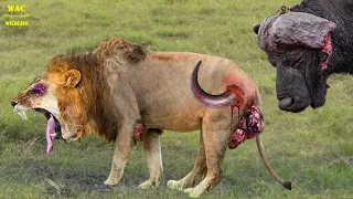 Terrified! Shocking Moments When Painful Lions Are Attacked And Tortured By Africa's Deadliest Preys