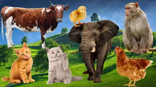 Cute Animal Sounds Around Us Pig, Goat, Horse, Lion, Cow, Stork Animal Moments For Relax #35