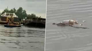 Crocodile brings back body of drowned child in Indonesia, R.I.P TO THE LOST SOUL (BETTER QUALITY)