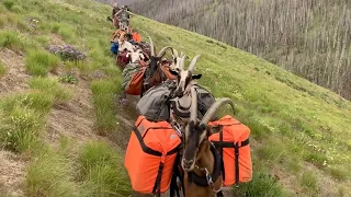 GOATS GO HIKING! Pack Of Farm Animals Hike Through Idaho Woods