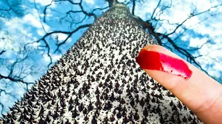 15 Most Dangerous Trees You Should Never Touch